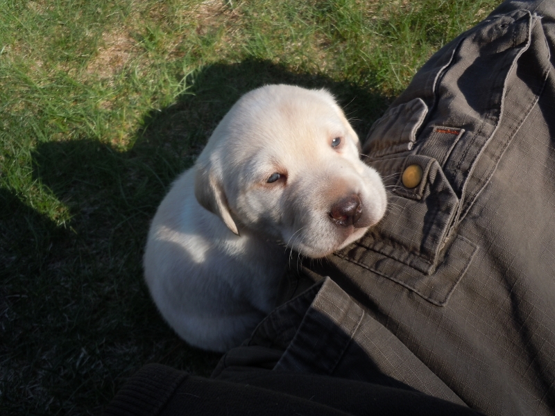 Pigeon River Labrador Puppies